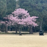 Accompagnement Keikaku Japon mars 2026 - 1