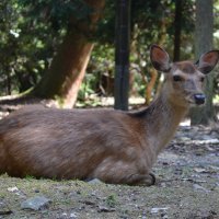 Accompagnement Keikaku Japon juin 2018 - 2