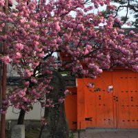 Accompagnement Keikaku Japon mai 2019 - 2